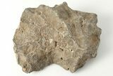 Polished Fossil Coral (Actinocyathus) Head - Morocco #202540-1